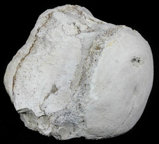 Fossil Brontotherium (Titanothere) Vertebrae - South Dakota #60647